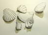 Muscheln und Schnecken I