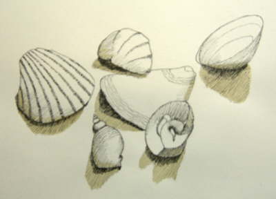 Muscheln und Schnecken I
