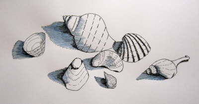 Muscheln und Schnecken II
