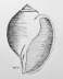 Schnecke II