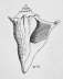 Schnecke III