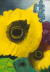Sonnenblumen und Rittersporn