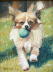 Motte mit Ball