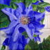 Blume 6