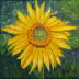 Blume 8